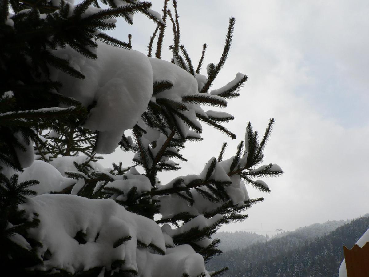 Flora Alpina Hotel Azuga Bagian luar foto